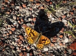 Butterfly in the sun